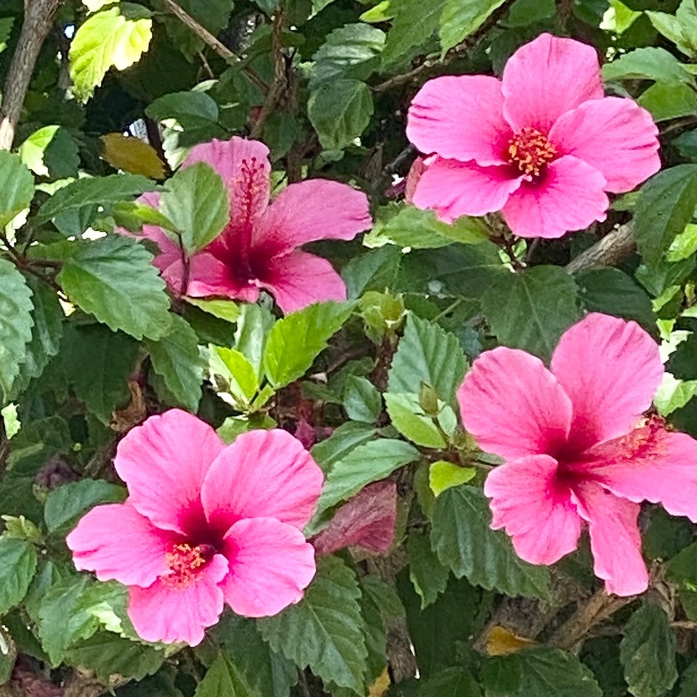 Meet your Posher, Marie